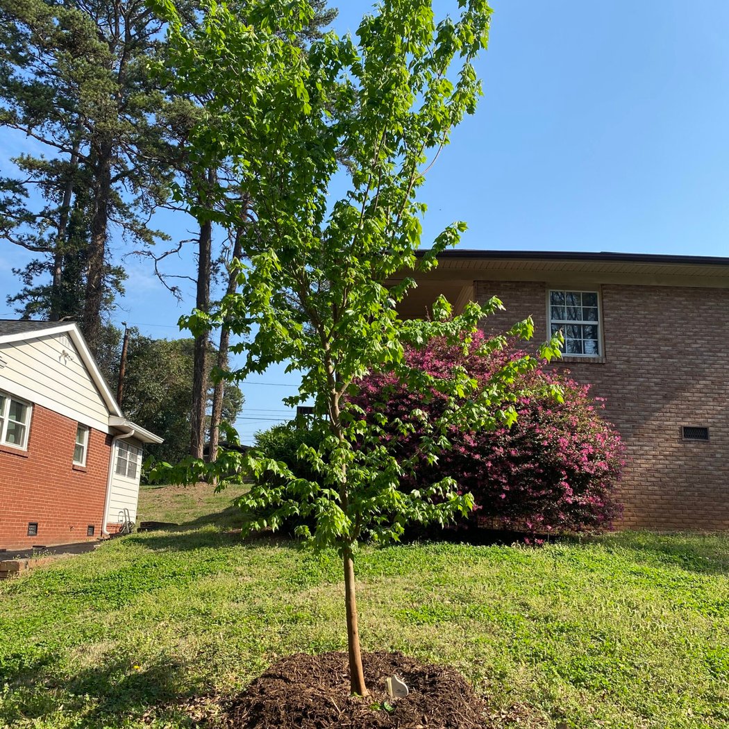 Historic Hoskins TreeMapping – Phase VI 3